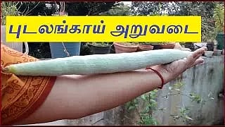 புடலங்காய் அறுவடை பணி தீவிரம்
