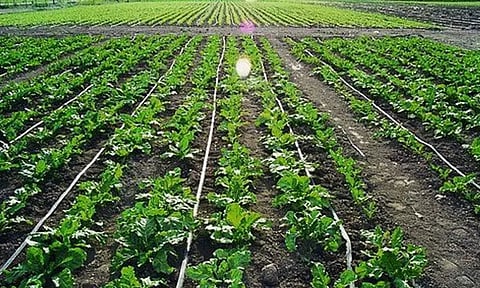 அதிக வருமானத்துக்கு தோள் கொடுக்கும் தோட்டக்கலை பயிர்கள்