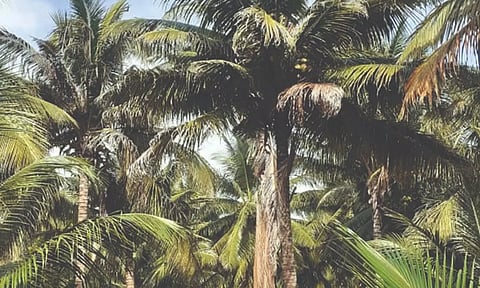 தென்னை மரங்களில் கேரள வாடல் நோய் தாக்குதல்