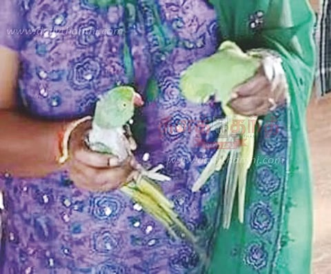 வீட்டில் பச்சை கிளிகள் வளர்த்த மீன் வியாபாரிக்கு ரூ.20 ஆயிரம் அபராதம்