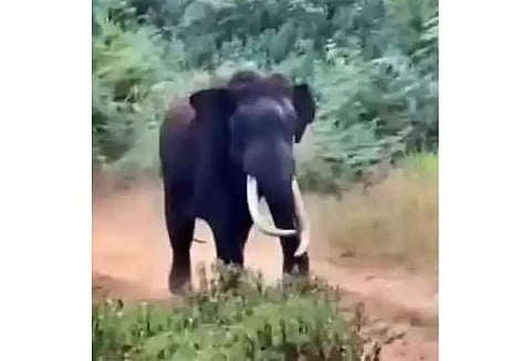 காட்டுயானை பிடிபட்ட நிலையிலும் வனத்துறை அதிகாரிகள் மீது பொதுமக்கள் தாக்குதல்