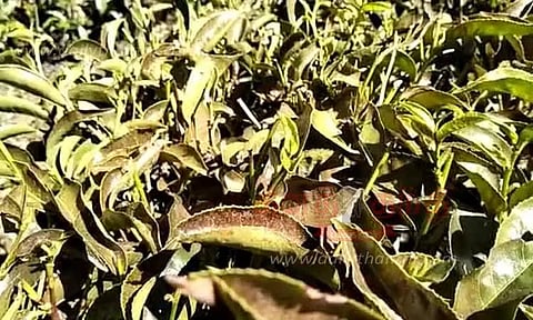 தேயிலை செடிகளில் சிவப்பு சிலந்தி தாக்குதல் அதிகரிப்பு