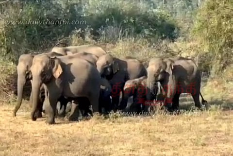 பயிர்களை சேதப்படுத்திய யானைகள்