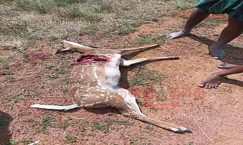 வாகனம் மோதி புள்ளிமான் சாவு