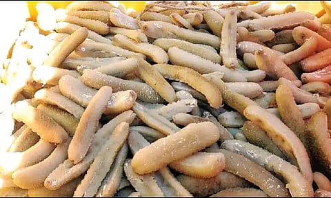 வெளிநாட்டுக்கு கடத்த பதுக்கி வைத்திருந்த ரூ.10 லட்சம் கடல் அட்டைகள் பறிமுதல்