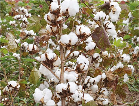 பருத்திக்கு உரிய விலை கிடைக்குமா?