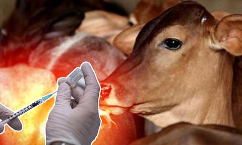 திருவள்ளூர் மாவட்டத்தில் கால்நடைகளுக்கு நோய் தடுப்பூசி முகாம் - மார்ச் 1-ந் தேதி முதல் 13-ந் தேதி வரை நடைபெறுகிறது