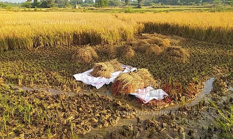 வயல்களில் தேங்கி நிற்கும் ஊற்று தண்ணீர்-அறுவடை செய்ய முடியாமல் விவசாயிகள் தவிப்பு