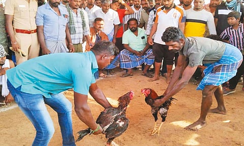 திருவள்ளூர் மாவட்டத்தில் ஐகோர்ட்டு சிறப்பு அனுமதியுடன் சேவல் சண்டை