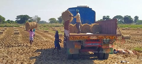 அறுவடை முடிந்த வயல்களில் வைக்கோல் சேகரிக்கும் பணி மும்முரம்
