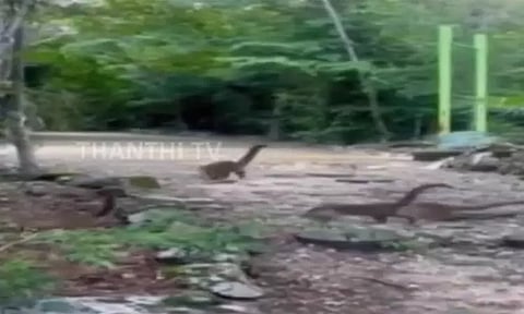காட்டுக்குள் குட்டி டைனோசர்களா..? இணையத்தை அதிர வைத்த வீடியோ.!