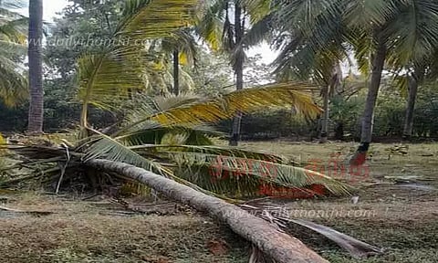 காட்டு யானைகள் மீண்டும் அட்டகாசம்