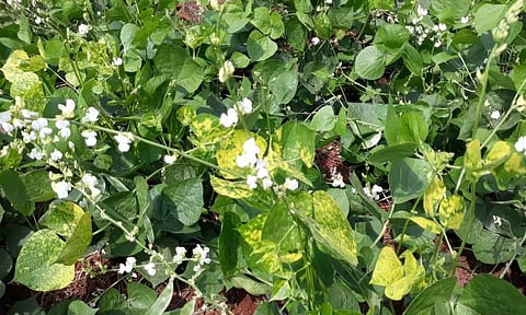 நோய் தாக்கி அவரை உற்பத்தி பாதிப்பு