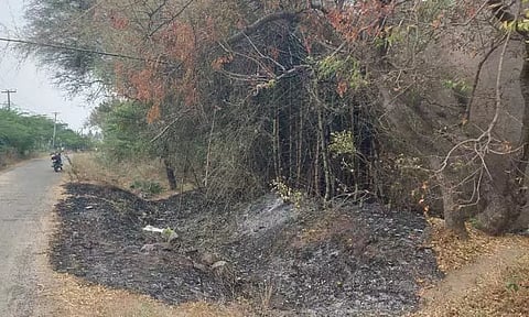 மூங்கில் மரங்கள் எரிந்து நாசம்