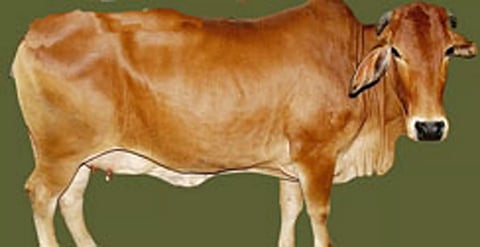 கால்நடைகளுக்கு கோமாரி நோய் தடுப்பூசி போடும் பணி
