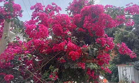 பூத்துக்குலுங்கும் காகித மலர்கள்