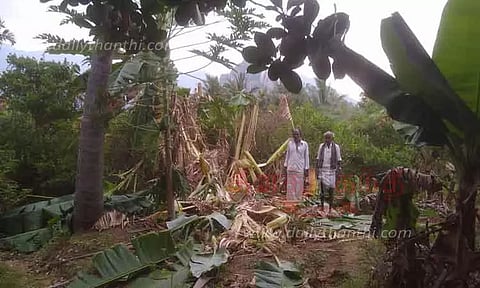 காட்டு யானை அட்டகாசம்