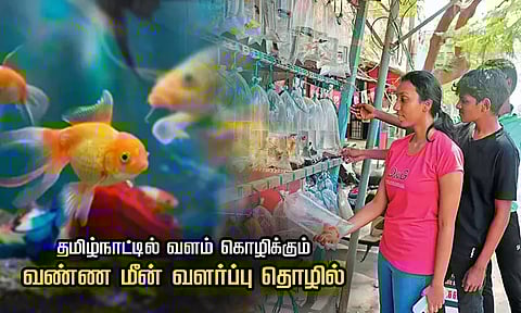 விற்பனை தொடர்ந்து அதிகரிப்பு: தமிழ்நாட்டில் வளம் கொழிக்கும் வண்ண மீன் வளர்ப்பு தொழில்