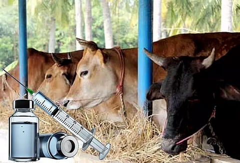 கோமாரி நோய் தடுப்பூசி முகாம்