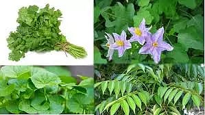 கபிலர்மலை பகுதியில்விவசாயிகள் மானிய விலையில் மூலிகை செடி பெறலாம்தோட்டக்கலைத்துறை அதிகாரி தகவல்