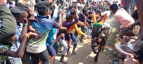 எருது விடும் விழாவில் மாடுகள் முட்டி 11 பேர் காயம்