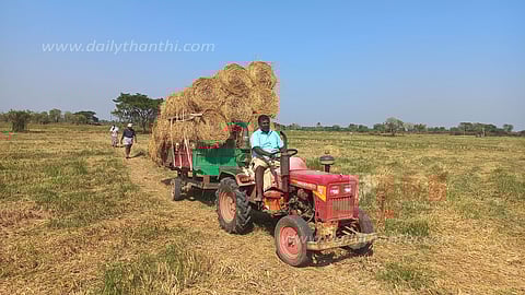திருவாரூரில், கால்நடைகளுக்கு வைக்கோல் தட்டுப்பாடு