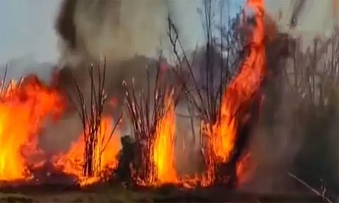 நீலகிரி: முதுமலை புலிகள் காப்பகத்திற்கு உட்பட்ட மசினகுடி வன பகுதியில் பயங்கர காட்டுத்தீ
