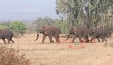 கிராமங்களில் சுற்றித்திரிந்த 4 யானைகள்