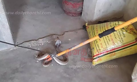 வீட்டுக்குள் புகுந்த பாம்பு பிடிபட்டது