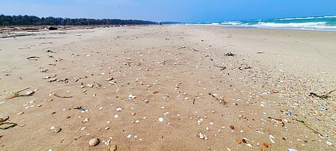 அரியமான் கடற்கரையில் அரிய வகை சங்கு, சிப்பிகள் கரை ஒதுங்கின