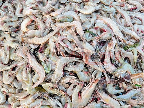 கருப்பு இறால் விலை கிடு,கிடு உயர்வு