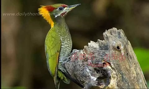 சத்தியமங்கலம் புலிகள் காப்பகத்தில் பறவைகள் கணக்கெடுப்பு