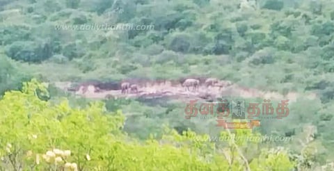 காட்டு யானைகள் அட்டகாசம்