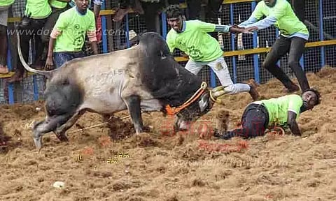 ஜல்லிக்கட்டில் 750 காளைகள் சீறிப்பாய்ந்தன