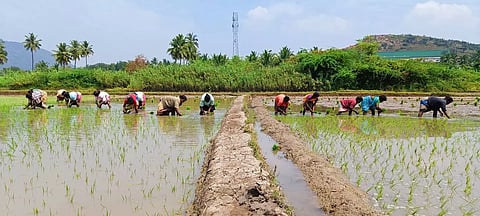 அய்யலூரில் 2-ம் போக நெல் நடவு பணி தீவிரம்