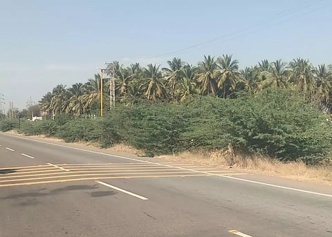 போக்குவரத்துக்கு இடையூறாக வளர்ந்திருக்கும் முட்செடிகள்