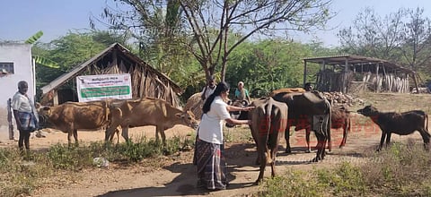 கோமாரி நோய் தடுப்பூசி முகாம்