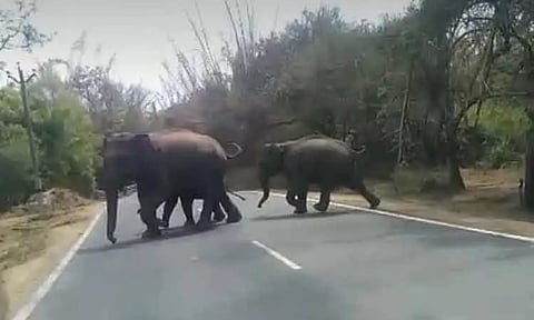 சாலையை கடக்க திணறிய காட்டு யானைகள்