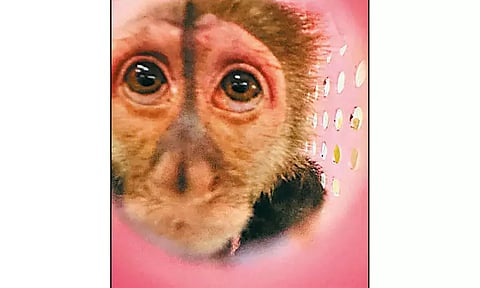 சென்னை விமான நிலையத்தில் அரிய வகை குரங்குகள் பறிமுதல்