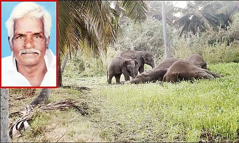 மின்சாரம் தாக்கி 3 யானைகள் பலி: மின்வேலி அமைத்த விவசாயி கைது