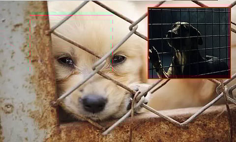 தென் கொரியாவில் கூண்டில் அடைத்து, பட்டினி போட்டு ஆயிரம் நாய்கள் கொடூர கொலை