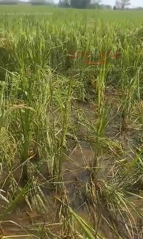 விளைநிலங்களை சேதப்படுத்தும் காட்டுப்பன்றிகள்