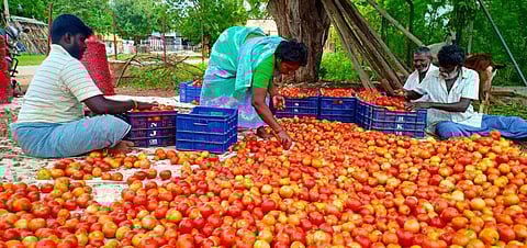 கஷ்டப்பட்டு விளைவிக்கிறோம்... நஷ்டப்பட்டு தவிக்கிறோம்!