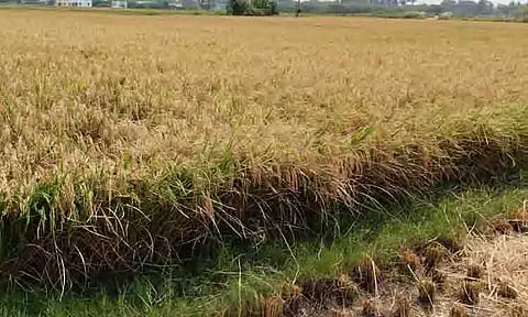 அறுவடைக்கு தயார் நிலையில் நெற்பயிர்கள்