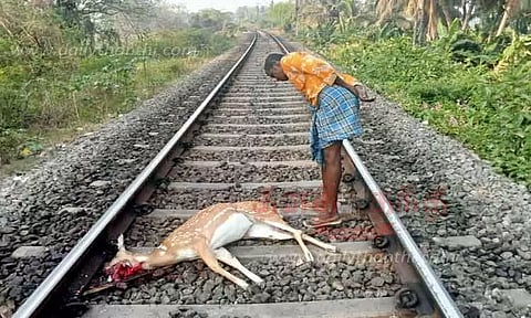 ஈரோடு அருகேரெயிலில் அடிபட்டு புள்ளி மான் சாவு