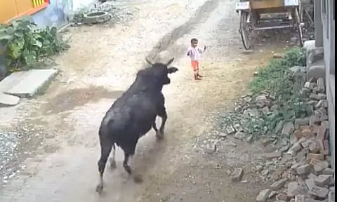 4 வயது குழந்தையை கொம்பால் தூக்கி வீசிய காளை.. பதறவைக்கும் வீடியோ காட்சிகள்