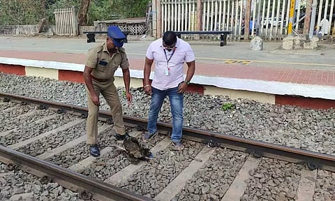 ரெயிலில் அடிபட்டு பெண் மயில் செத்தது