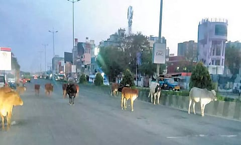 சாலையில் சுற்றி திரியும் கால்நடைகள்; நடவடிக்கை எடுக்க வாகன ஓட்டிகள் கோரிக்கை