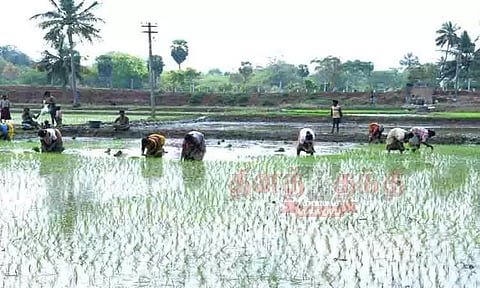 கோடை நடவு பணி