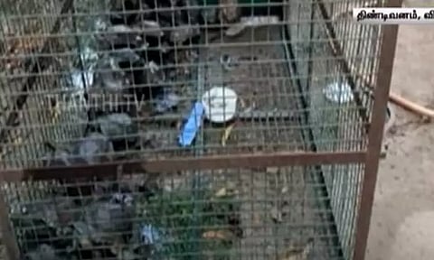 விழுப்புரம்: இருசக்கர வாகனத்தில் கடத்தி வரப்பட்ட அரிய வகை ஆமைகள் பறிமுதல்